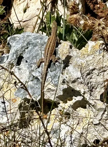 lucertola campestre