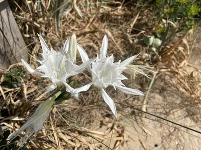 giglio marino