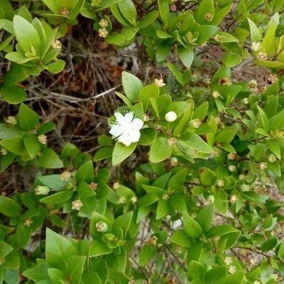 Myrtus communis