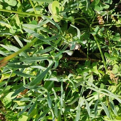 Finocchio marino