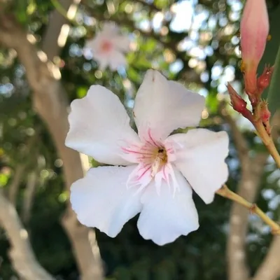 Nerium oleander