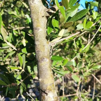 Olivo