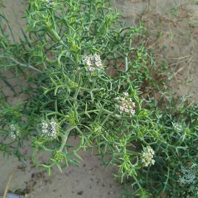 Finocchio litorale spinoso