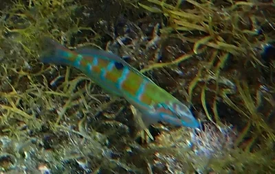 Donzella pavonina