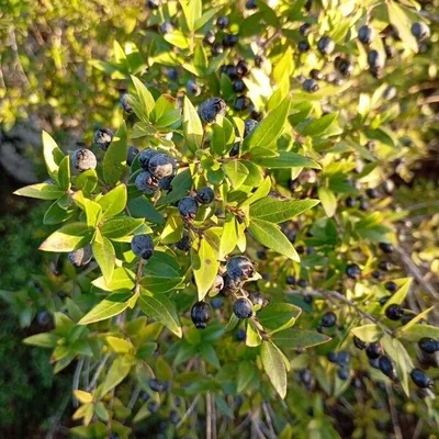 Myrtus communis