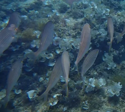 salpa