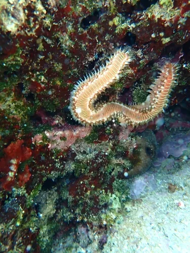 vermocane