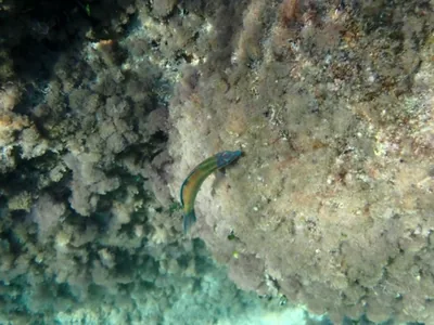 Donzella pavonina