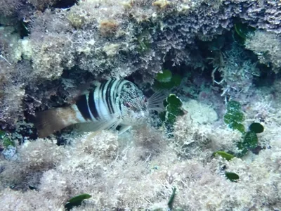perchia di mare