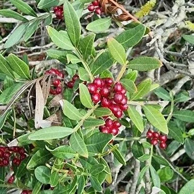 lentisco