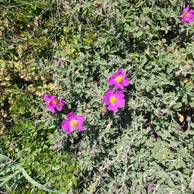 Cisto di Creta