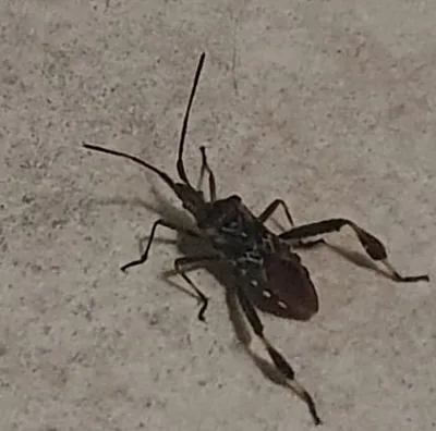 Cimice dei pini