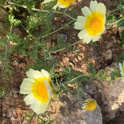 Glebionis coronaria