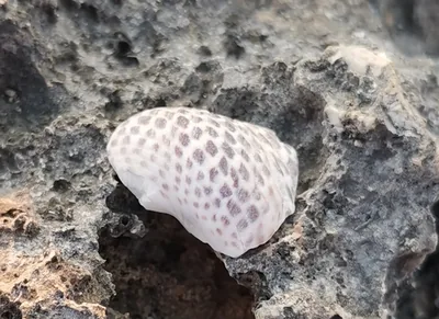 Biscacco comune