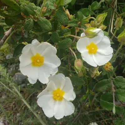 Cisto femmina
