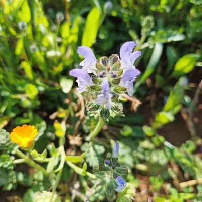 Salvia nemorosa