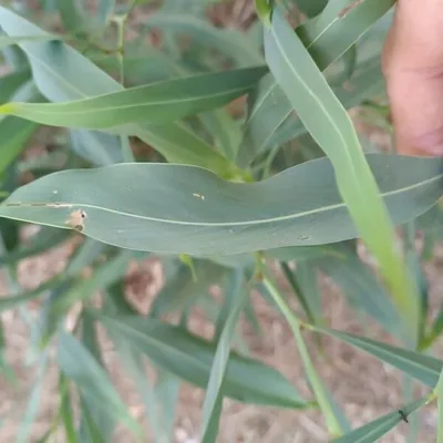 acacia picnanta
