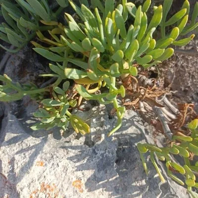 Finocchio marino