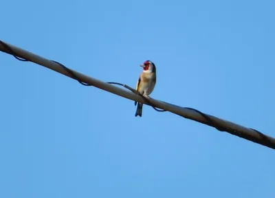 Cardellino