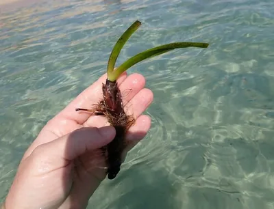 Posidonia oceanica