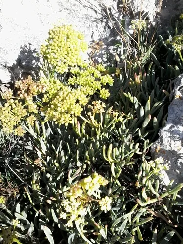 Finocchio marino