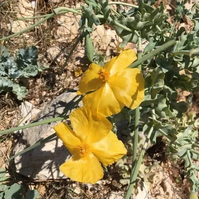 Papavero cornuto