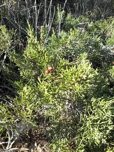 Juniperus phoenicea