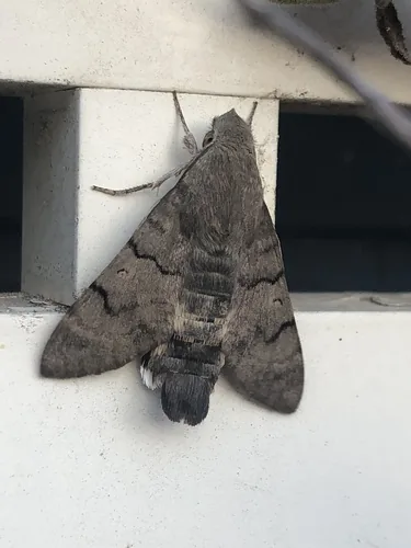 Macroglossum stellatarum