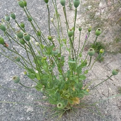 Papavero domestico