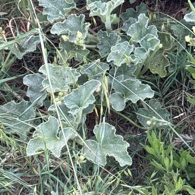 Cocomero asinino