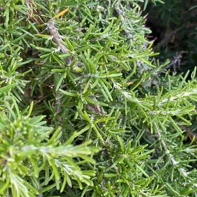 Salvia rosmarinus