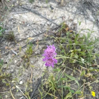 Vedovina marittima