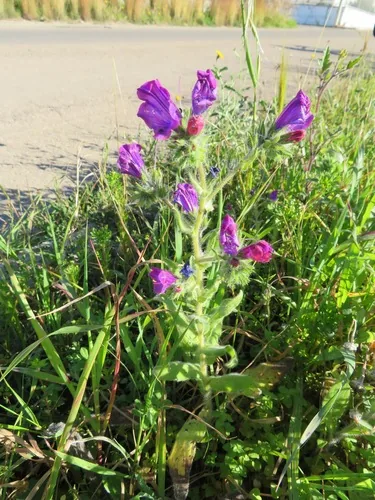 Viperina piantaginea
