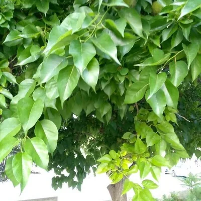 Maclura pomifera