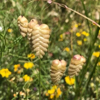 Sonaglini maggiori