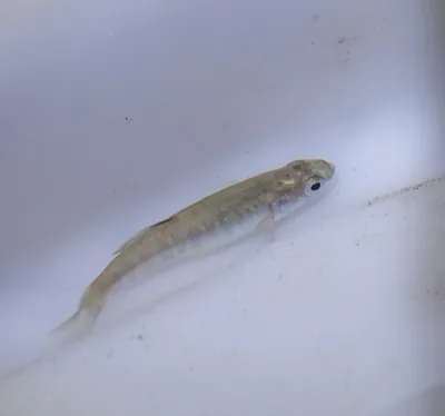 Aphanius almiriensis