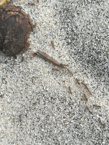 Formica argentina
