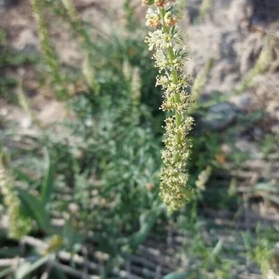 Reseda bianca