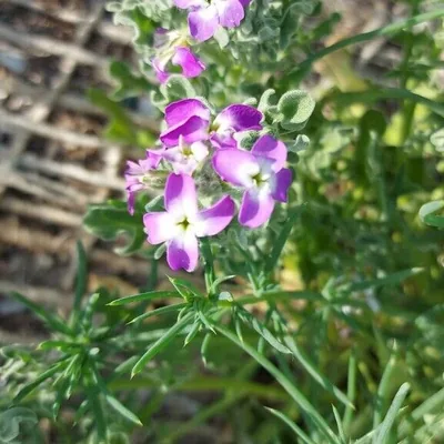 Matthiola tricuspidata
