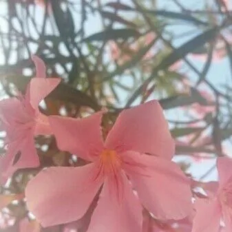 Nerium oleander