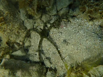 stella serpentina liscia