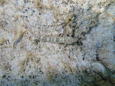 Ghiozzo incognito