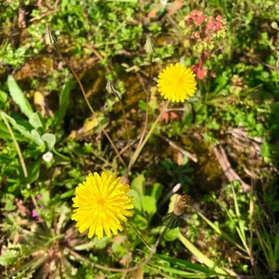 Radicchiella di Terrasanta