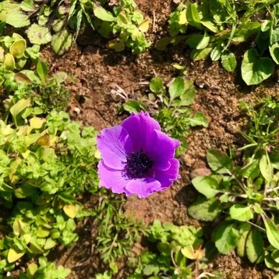 Anemone dei fiorai