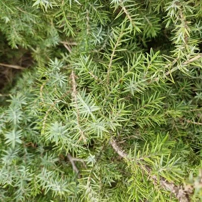 Juniperus oxycedrus