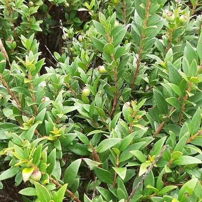 Myrtus communis
