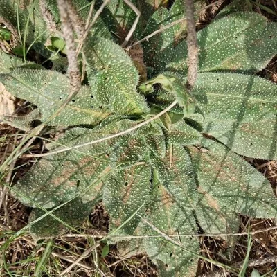 Viperina ruvidissima