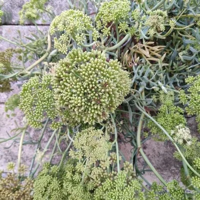 Finocchio marino