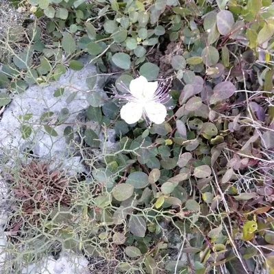 Cappero