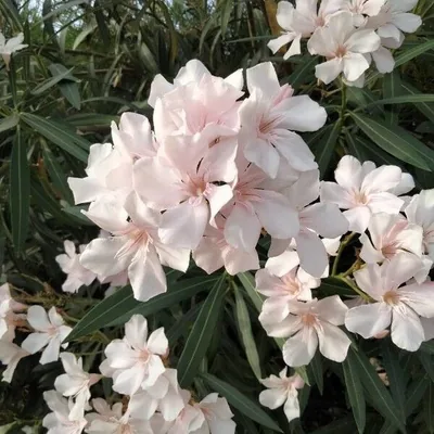 Nerium oleander